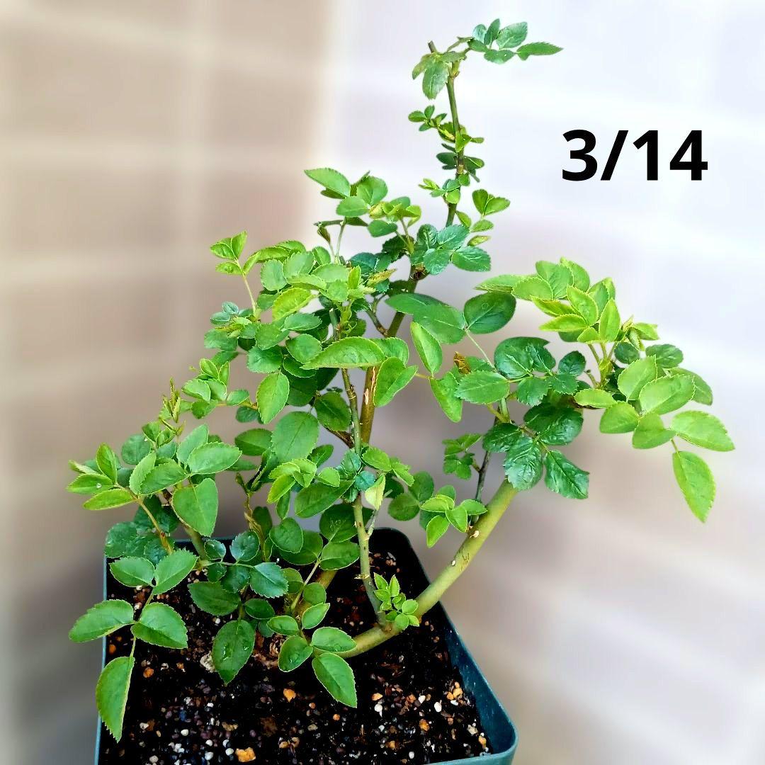 バラ苗　接ぎ木大苗　　　超強香小ぶり咲き