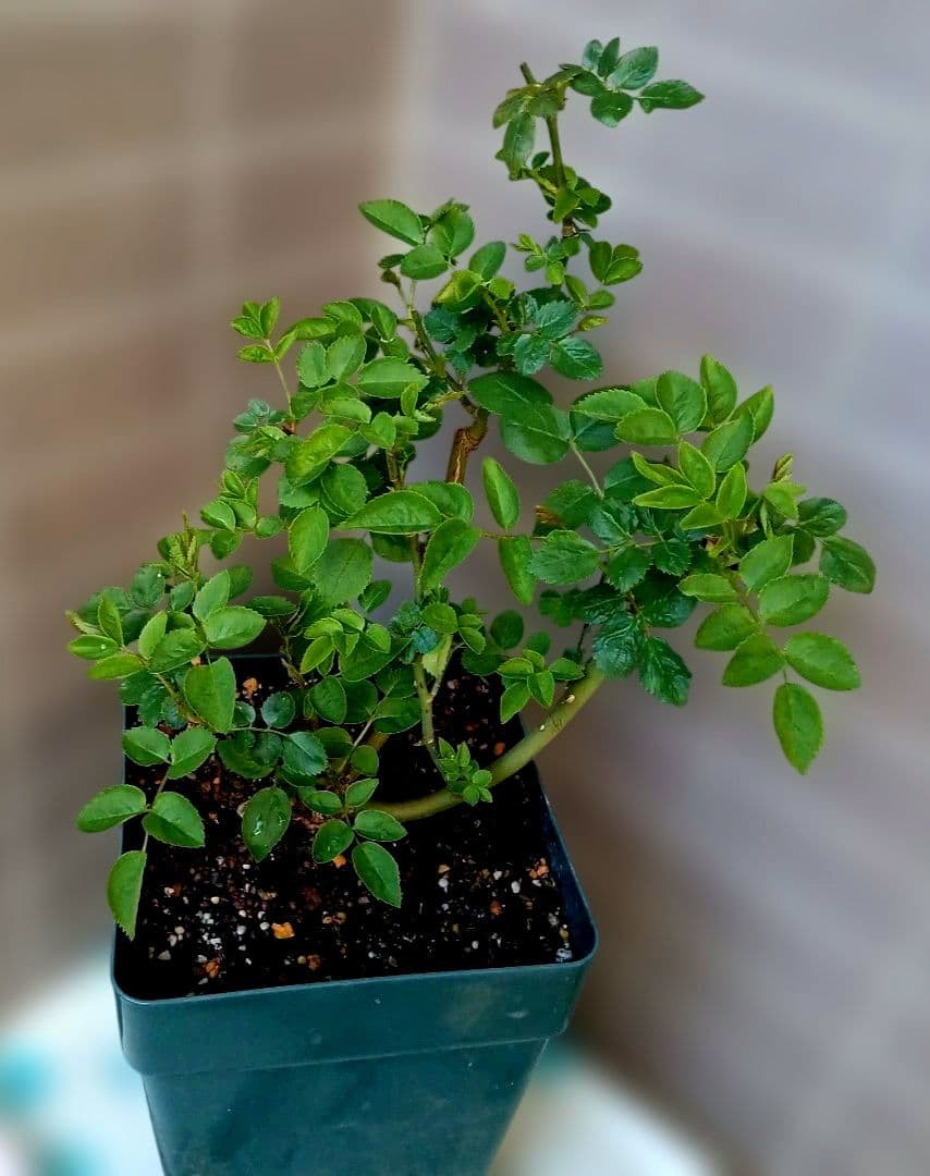 バラ苗　接ぎ木大苗　　　超強香小ぶり咲き