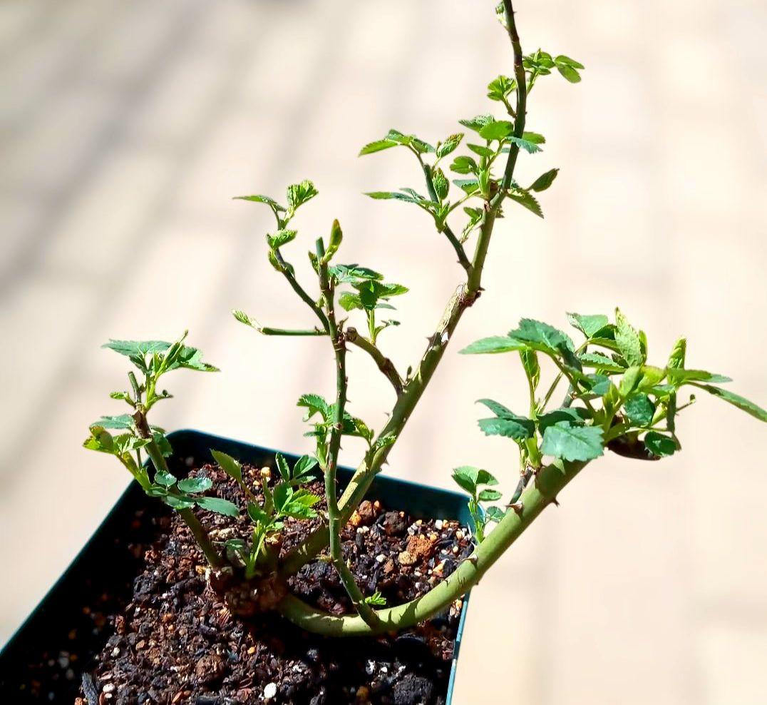 バラ苗　接ぎ木大苗　　　超強香小ぶり咲き