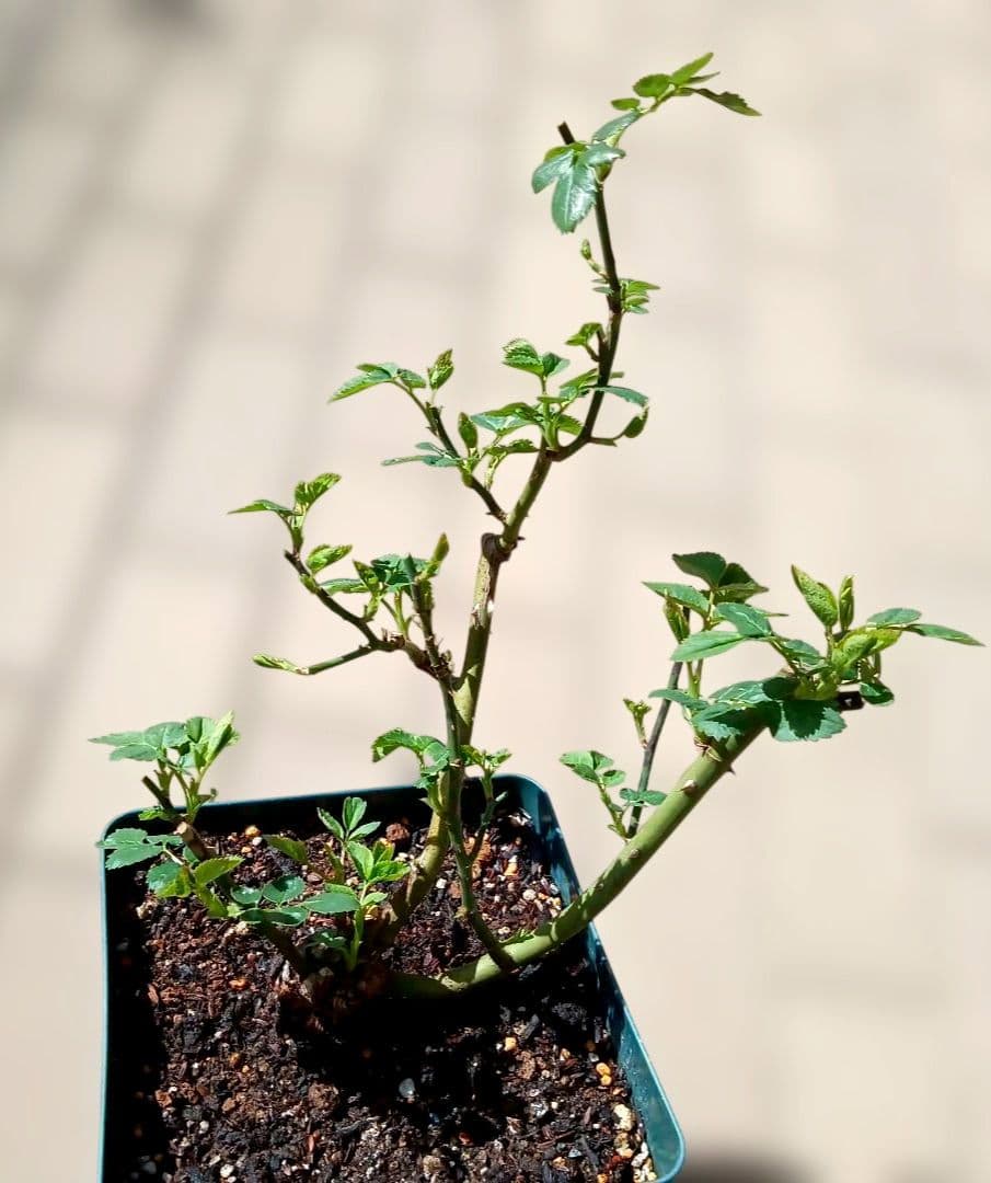 バラ苗　接ぎ木大苗　　　超強香小ぶり咲き