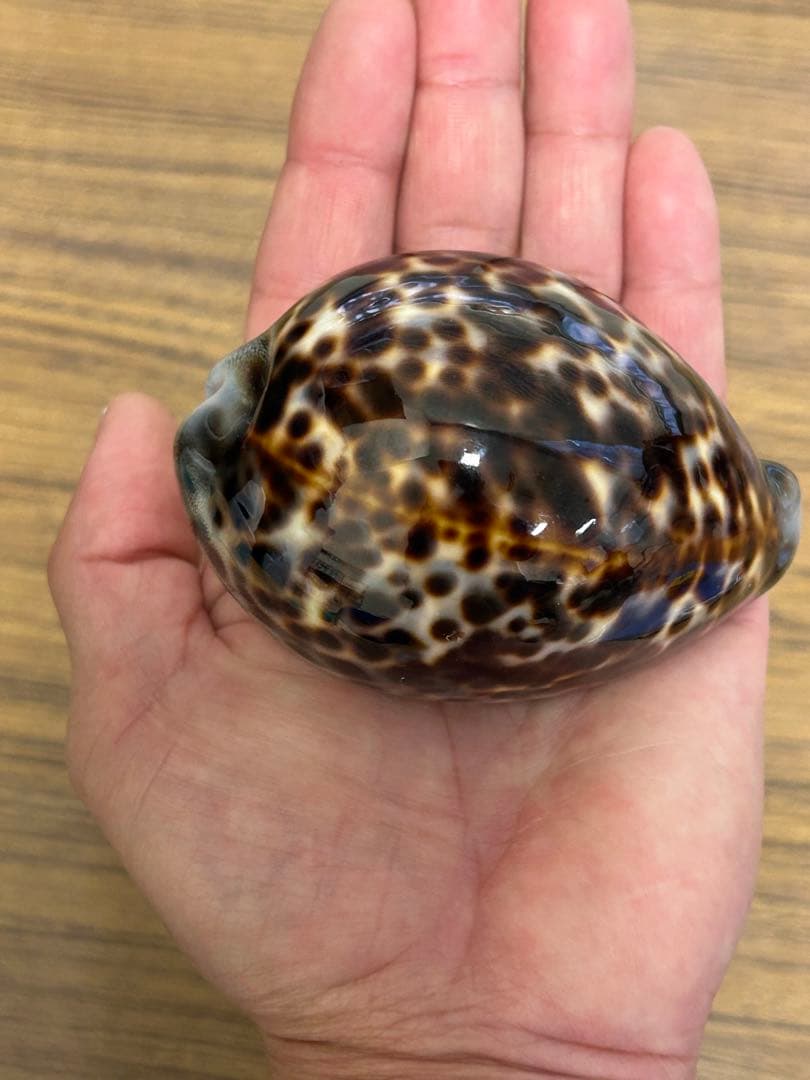 特大(約10cm)天然宝貝　　　　　　　約 100mm✖️70mm✖️55mm