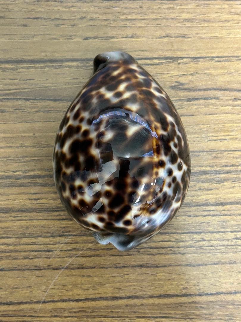 特大(約10cm)天然宝貝　　　　　　　約 100mm✖️70mm✖️55mm