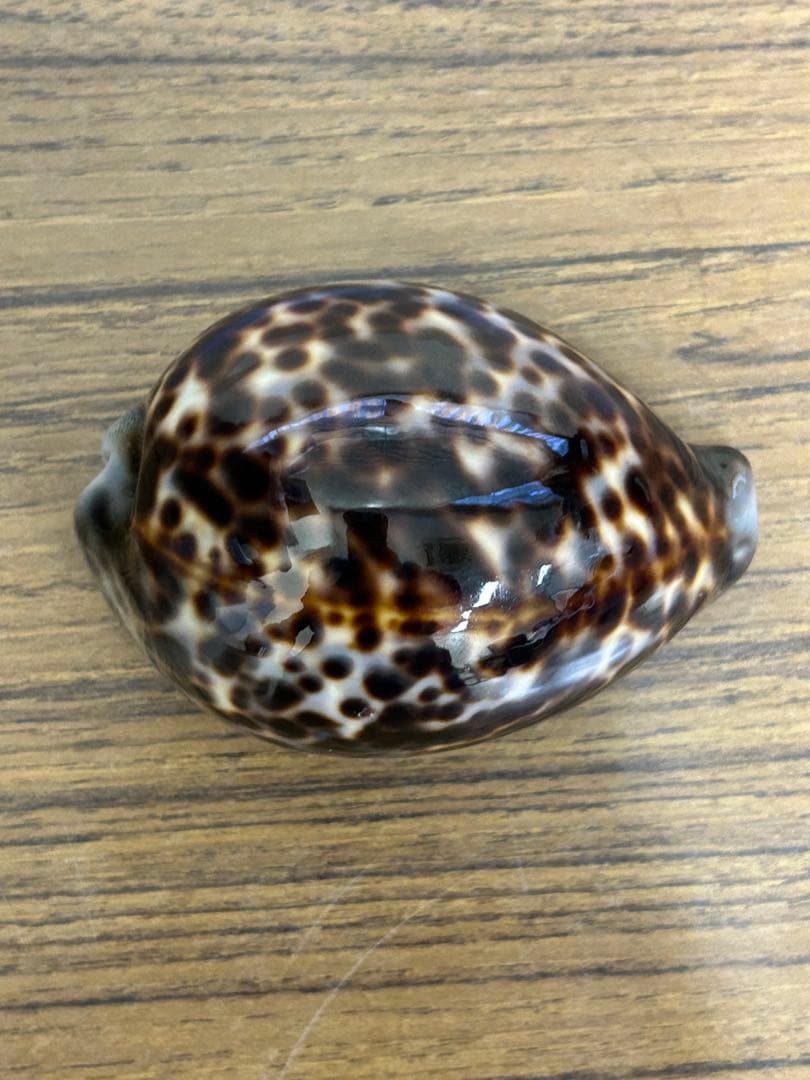 特大(約10cm)天然宝貝　　　　　　　約 100mm✖️70mm✖️55mm