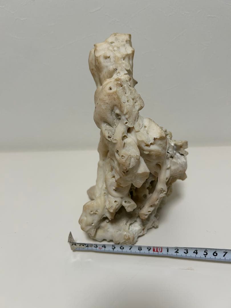 珊瑚　サンゴ　白　約20㎝✖︎24㎝　オブジェ