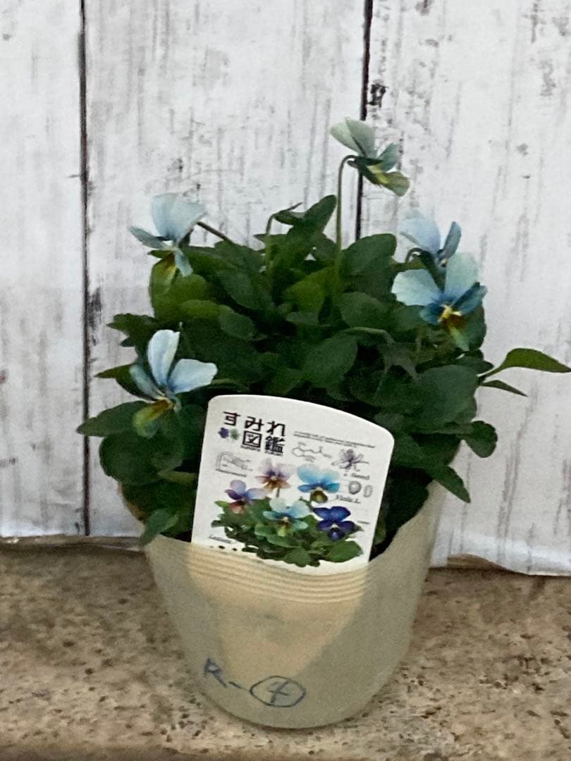 【希少】すみれ図鑑　ビオラ　 (Viola L.) 1苗 青色