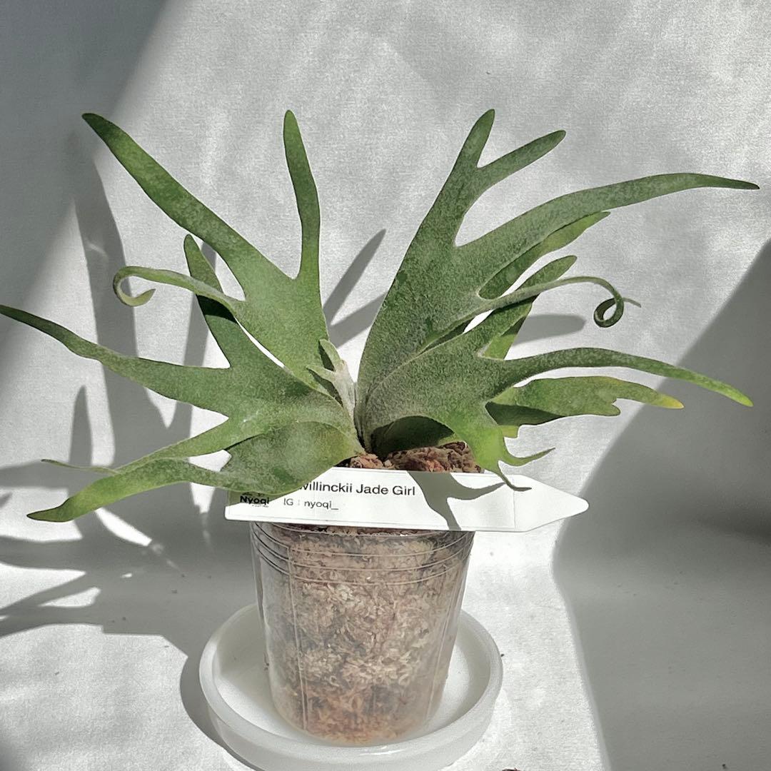 【SALE】P. Willinckii Jade Girl （TC）【32】