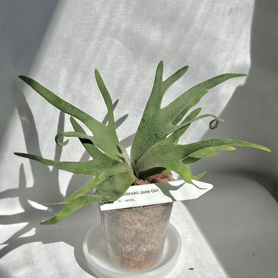 【SALE】P. Willinckii Jade Girl （TC）【32】