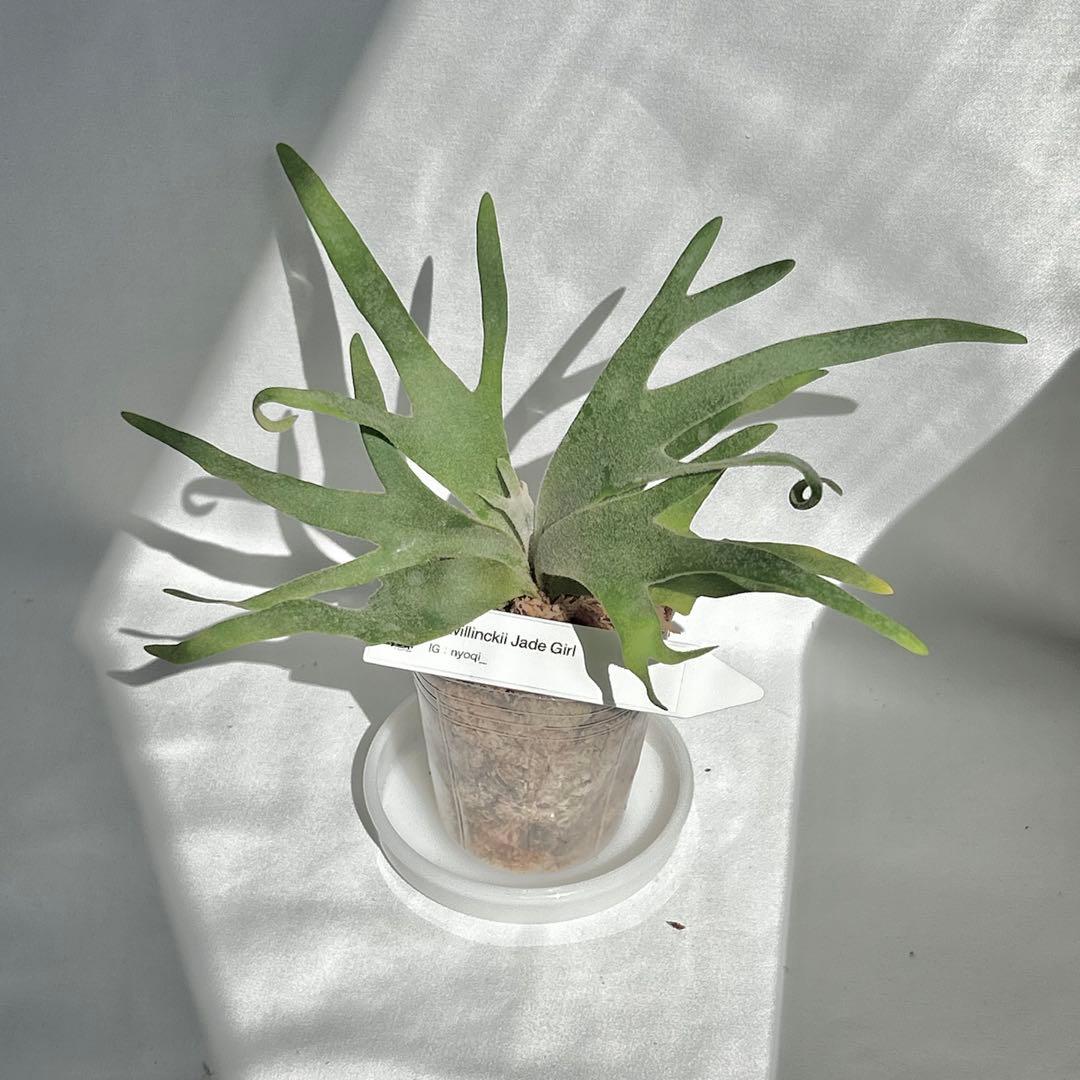 【SALE】P. Willinckii Jade Girl （TC）【32】