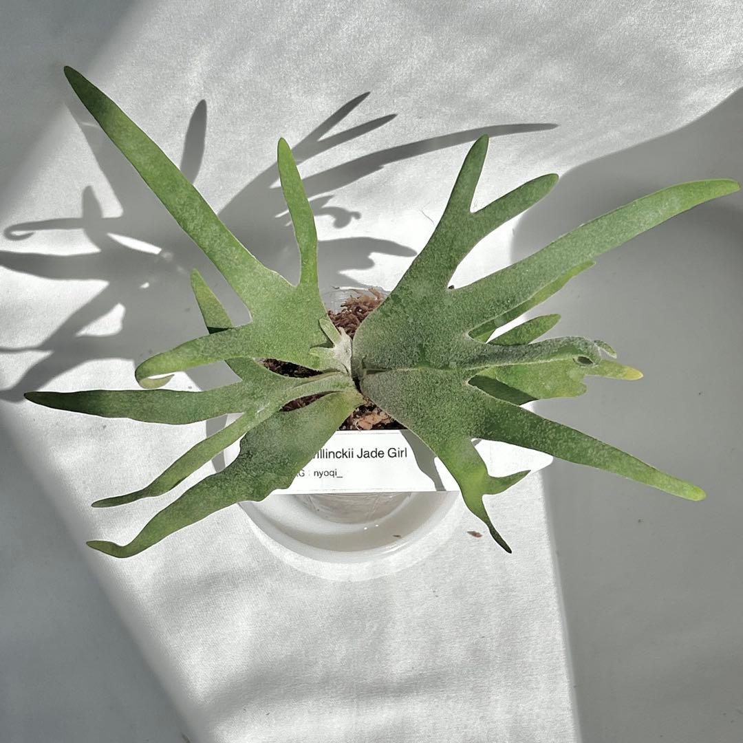 【SALE】P. Willinckii Jade Girl （TC）【32】