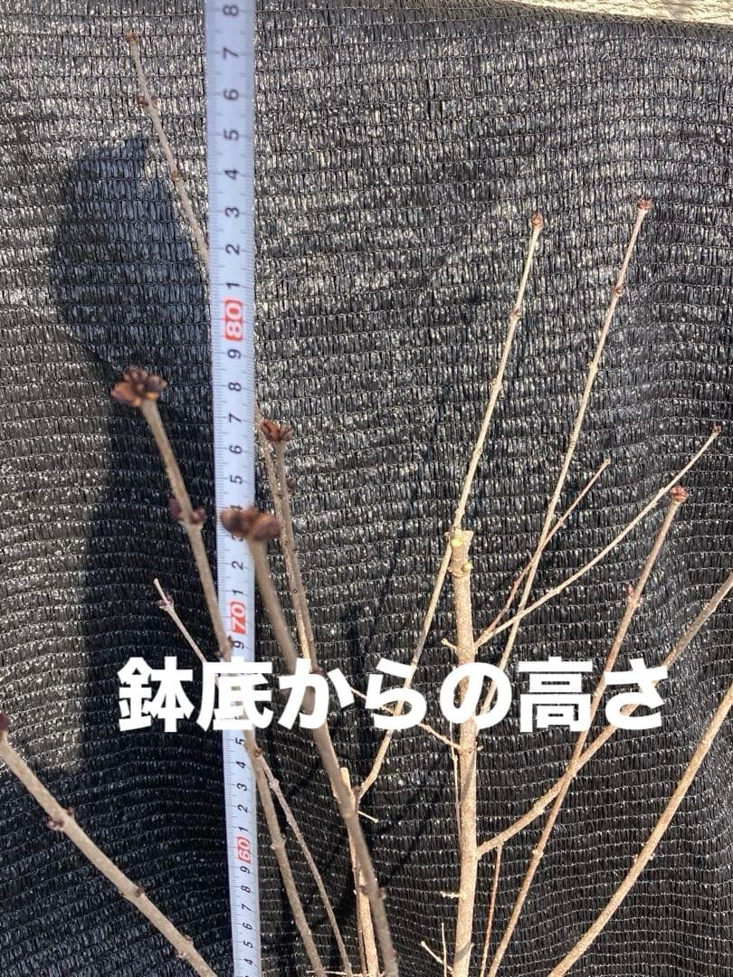 ①*ஐ矮性で香りも良い*ஐ接木・コンパクトライラック・苗木【ティンカーベル】6号
