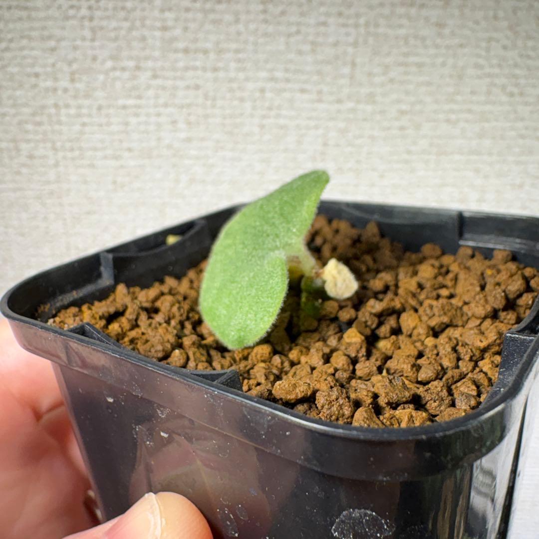 【鉢ごと】チレコドン シングラリス　実生