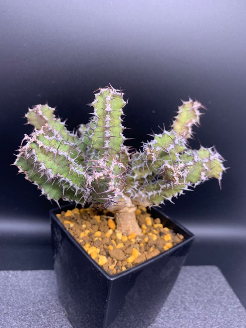 年度末限定値下げ！レストリクタ　希少ユーフォルビア