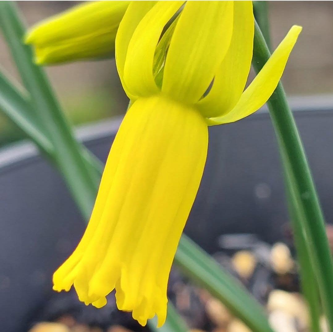 レア本物！２球開花中、小型原種水仙、シクラミネウス、スイセン、安心鉢植え発送