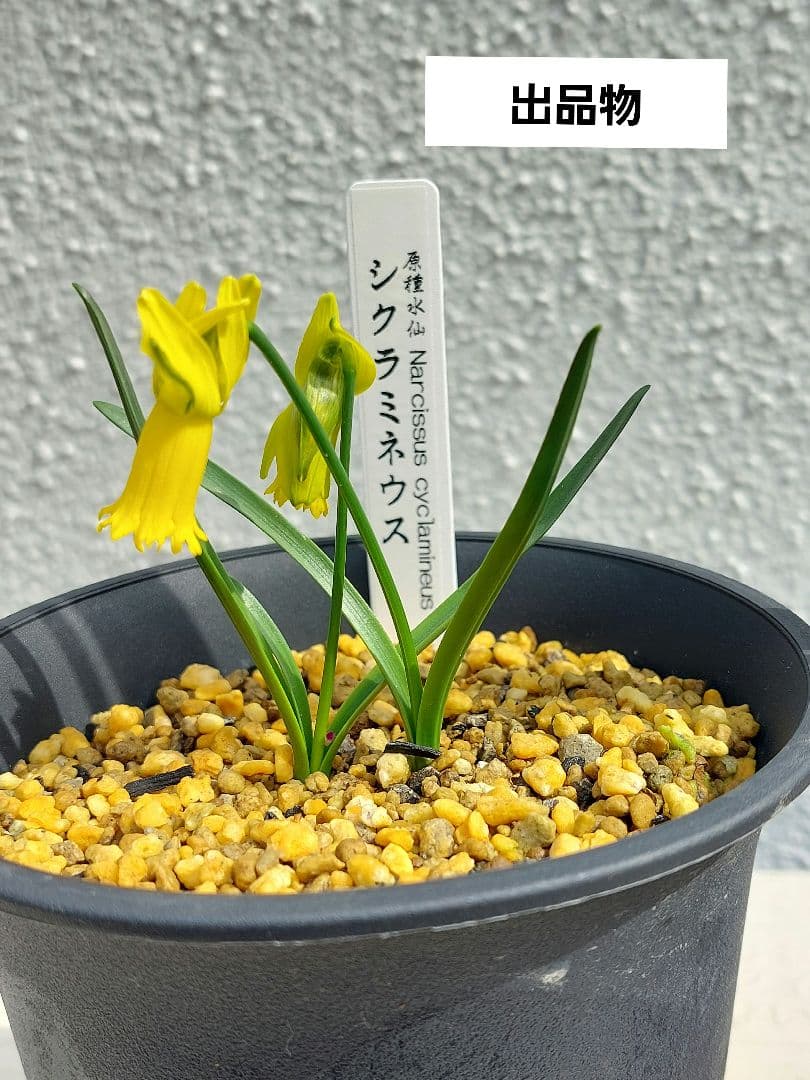 レア本物！２球開花中、小型原種水仙、シクラミネウス、スイセン、安心鉢植え発送