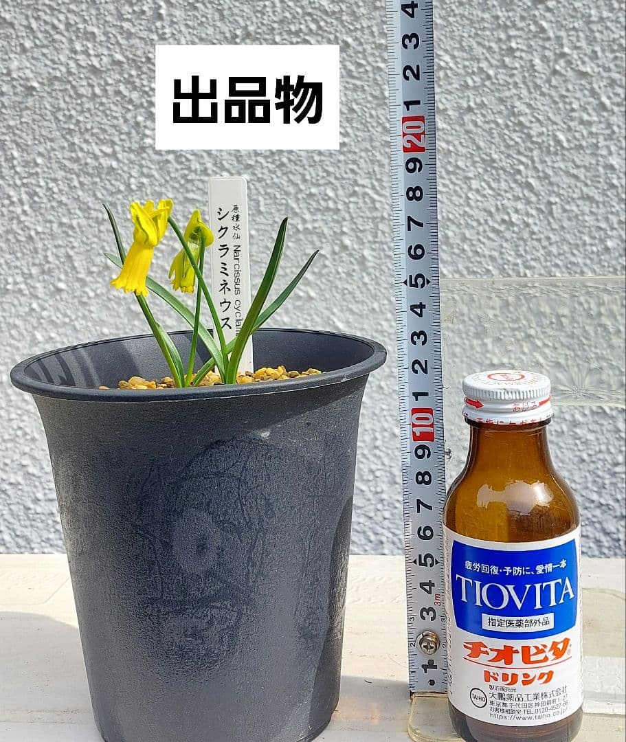 レア本物！２球開花中、小型原種水仙、シクラミネウス、スイセン、安心鉢植え発送