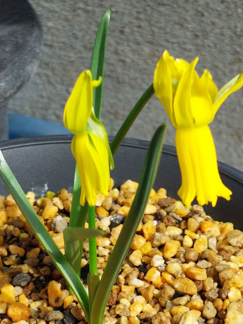 レア本物！２球開花中、小型原種水仙、シクラミネウス、スイセン、安心鉢植え発送