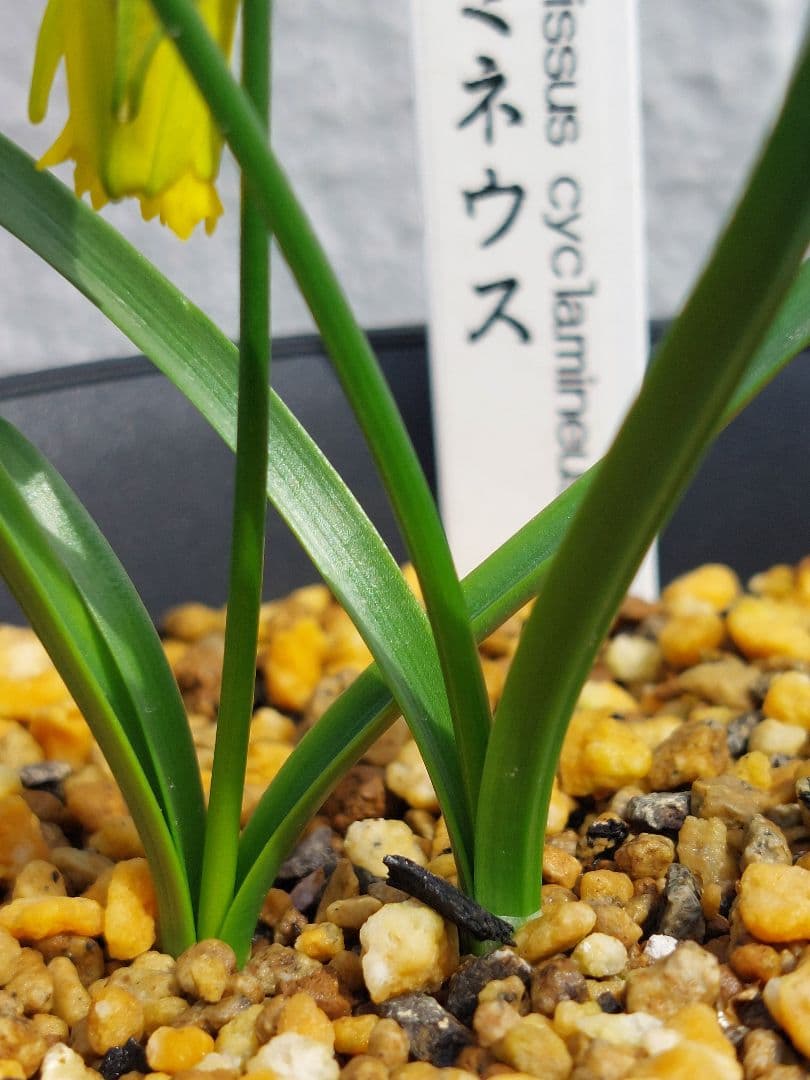 レア本物！２球開花中、小型原種水仙、シクラミネウス、スイセン、安心鉢植え発送
