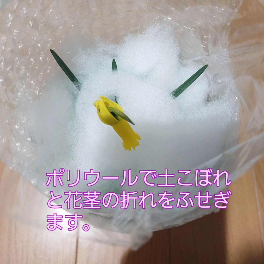 レア本物！２球開花中、小型原種水仙、シクラミネウス、スイセン、安心鉢植え発送