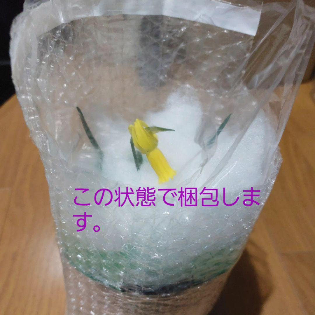 レア本物！２球開花中、小型原種水仙、シクラミネウス、スイセン、安心鉢植え発送