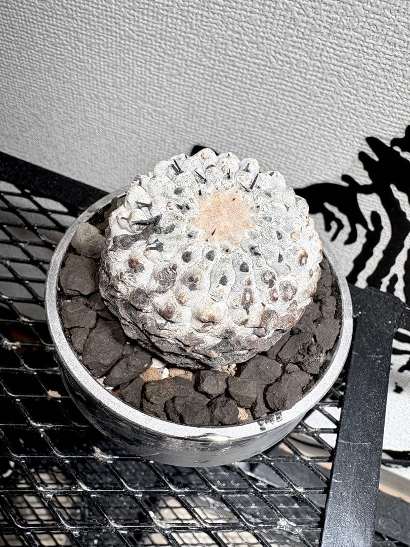 黒王丸 現地球 コピアポア シネレア Copiapoa 鉢付き　自根白肌美株