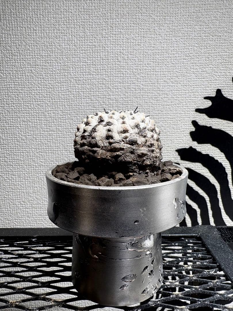 黒王丸 現地球 コピアポア シネレア Copiapoa 鉢付き　自根白肌美株