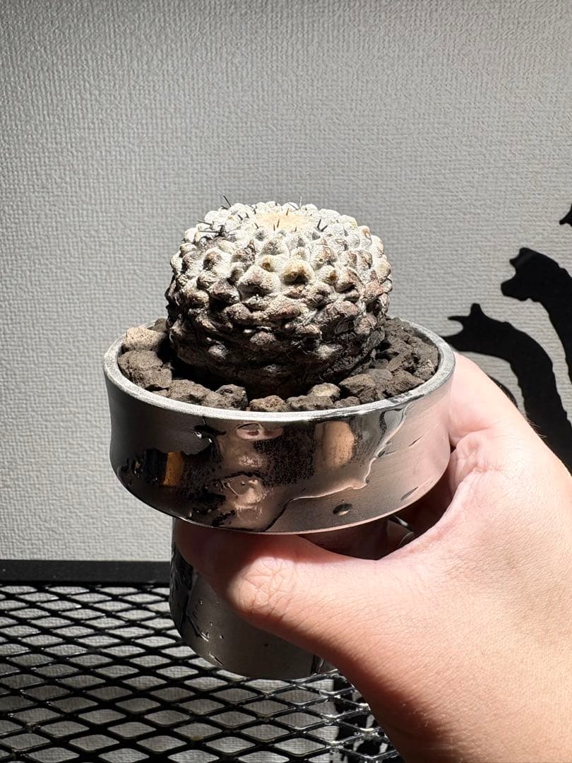 黒王丸 現地球 コピアポア シネレア Copiapoa 鉢付き　自根白肌美株
