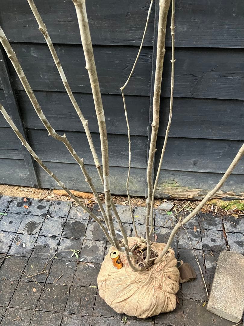 9 山採り　アオダモ