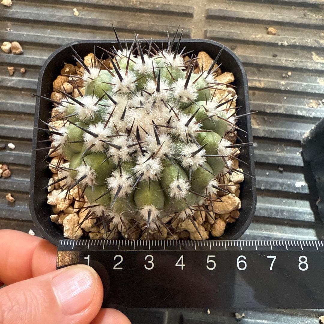 黒王丸　実生　接木　台付　発根済　6