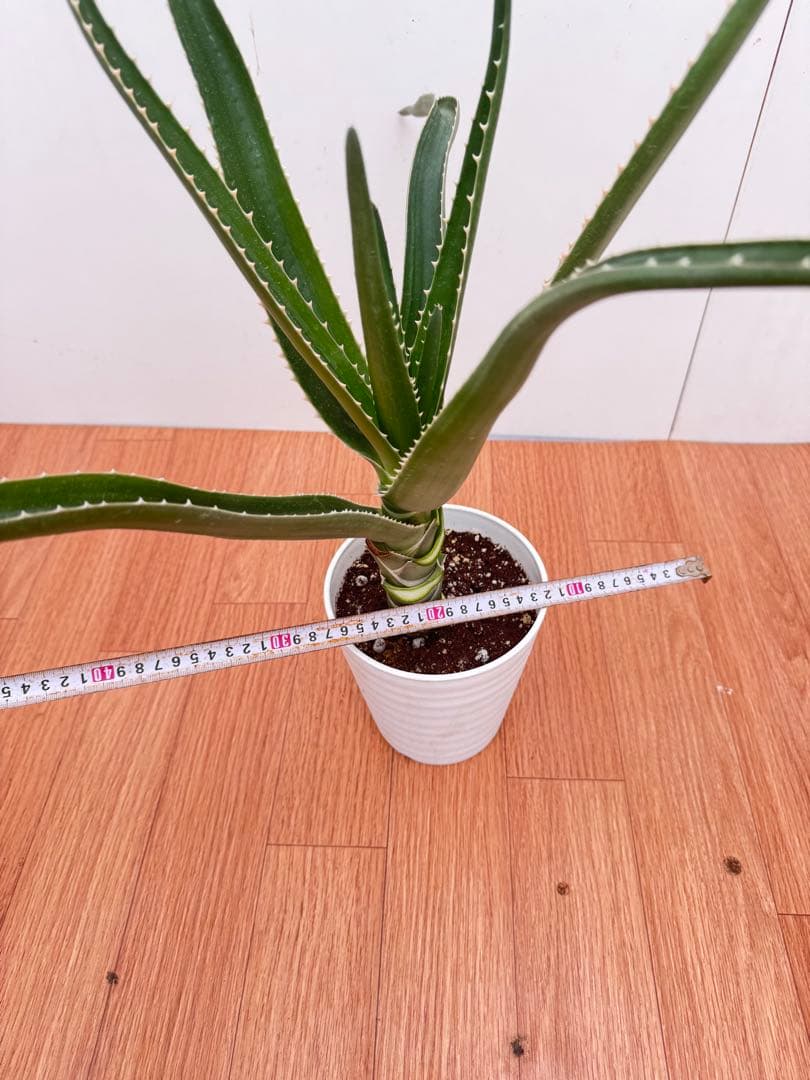 アロエ　メデューサ　6