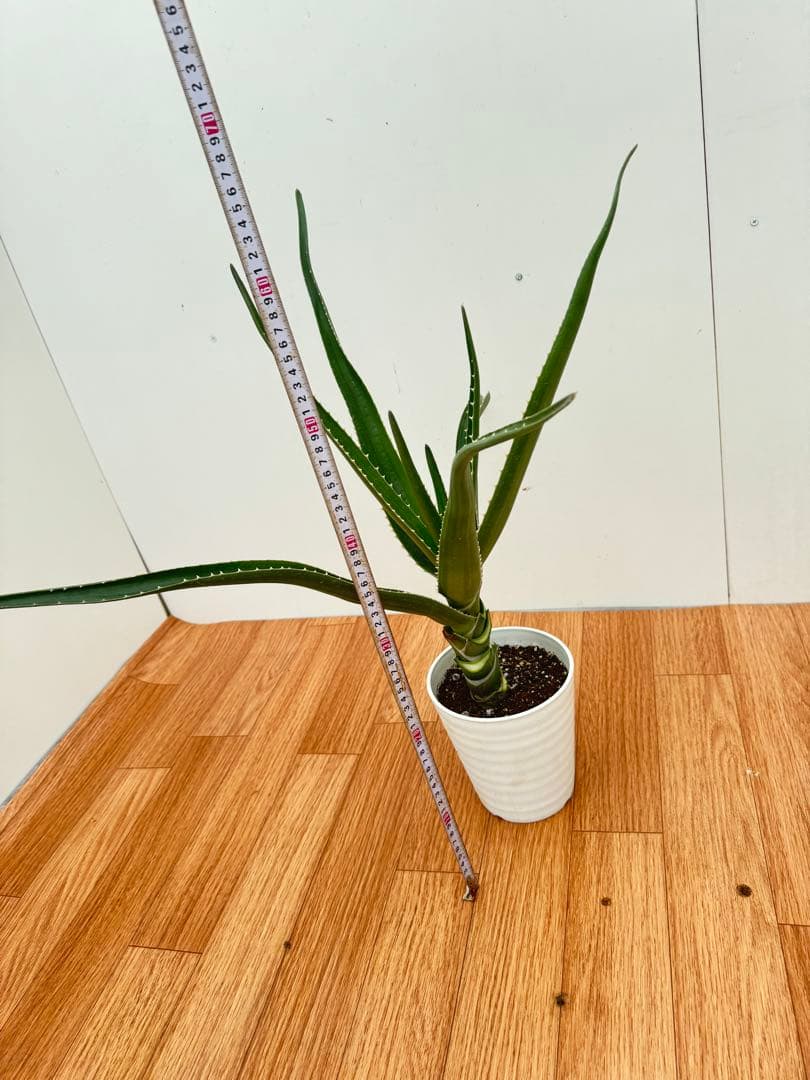 アロエ　メデューサ　6