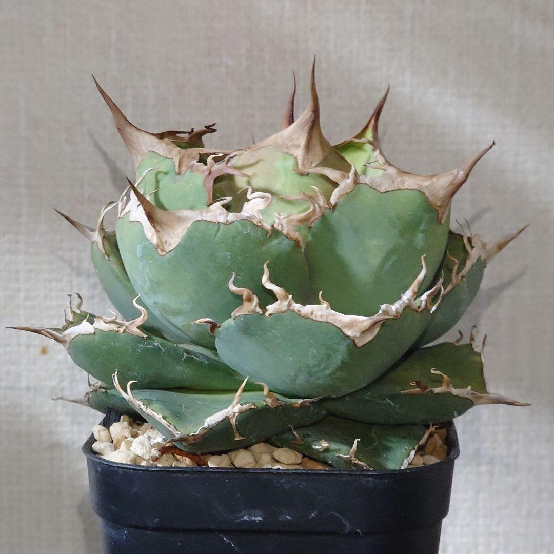 アガベ　オテロイ