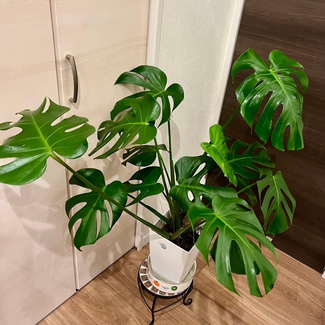 購入前プロフ必読☆F☆様 確認用