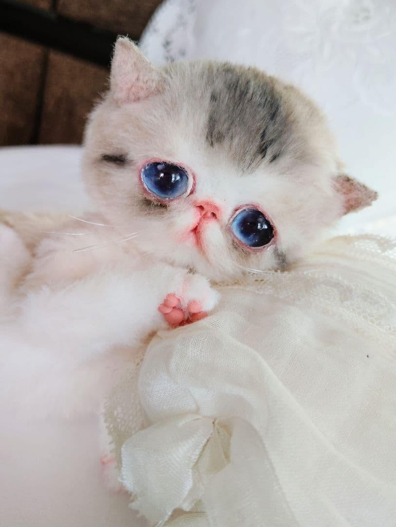 ママ募集❤ちゅるちゅるオメメの子猫ちゃん♡アートドール♡ぬいぐるみ♡