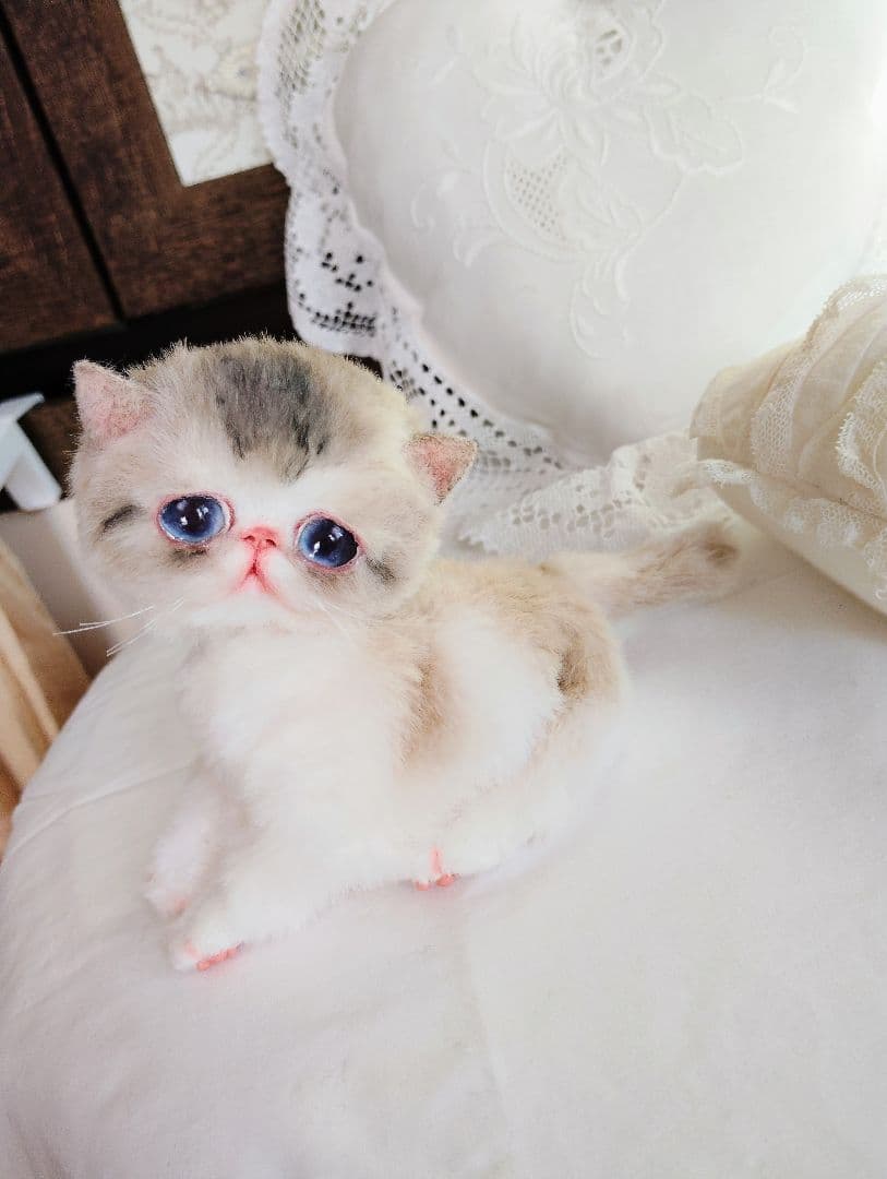 ママ募集❤ちゅるちゅるオメメの子猫ちゃん♡アートドール♡ぬいぐるみ♡