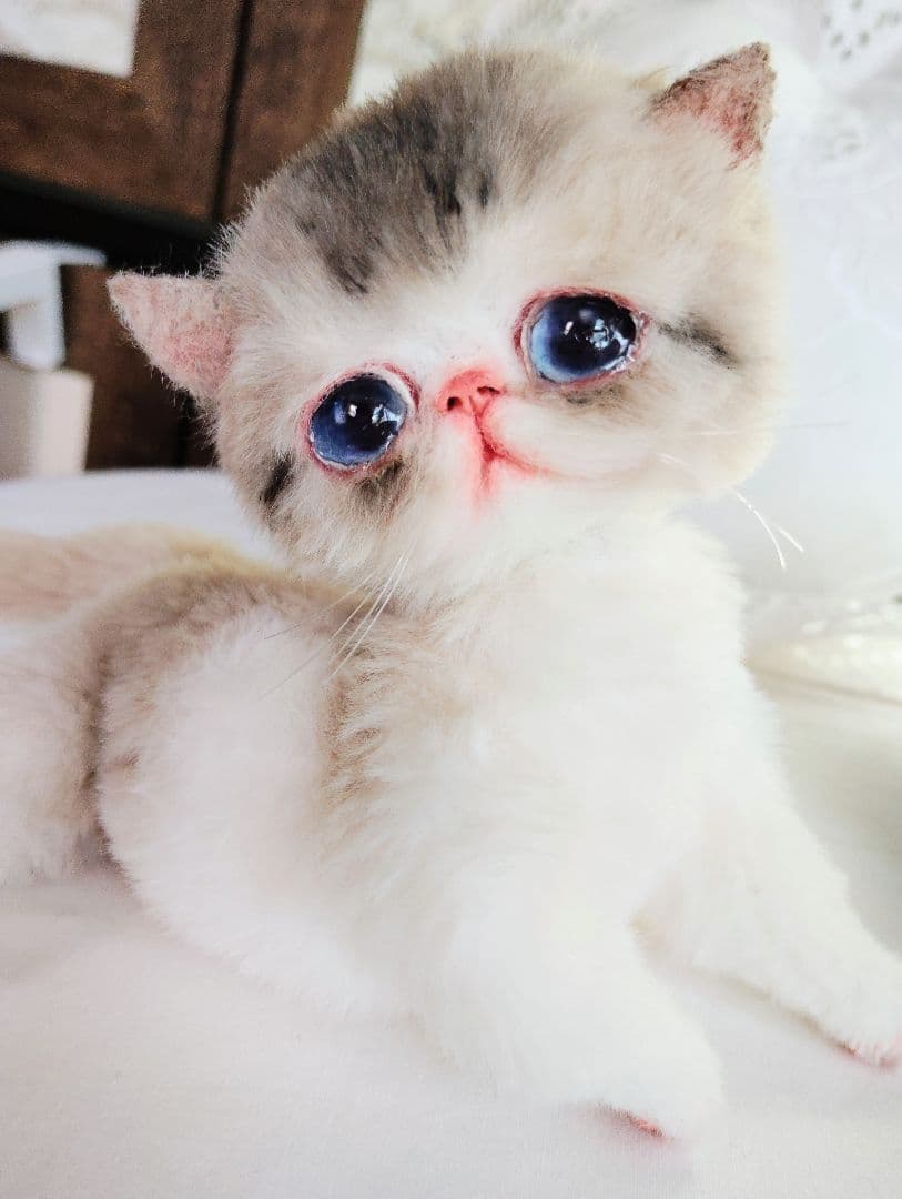ママ募集❤ちゅるちゅるオメメの子猫ちゃん♡アートドール♡ぬいぐるみ♡