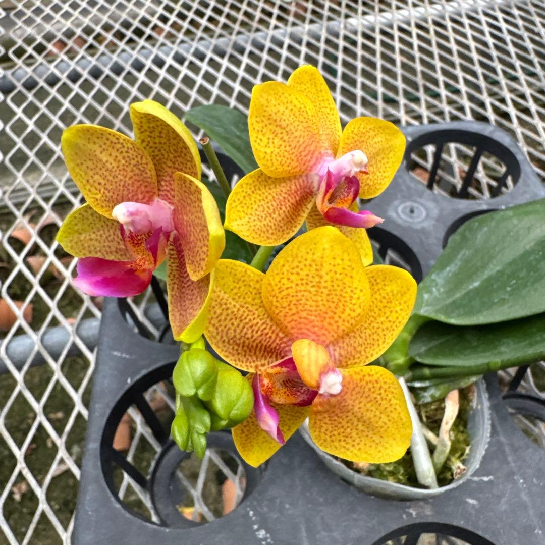 さざなみ様 リクエスト 2点 まとめ商品