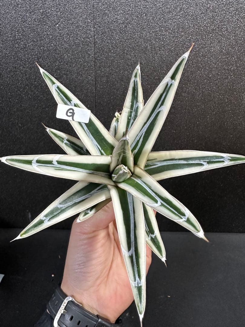 【子株付き　氷山　大きめの中苗⭐︎】アガベ　笹の雪