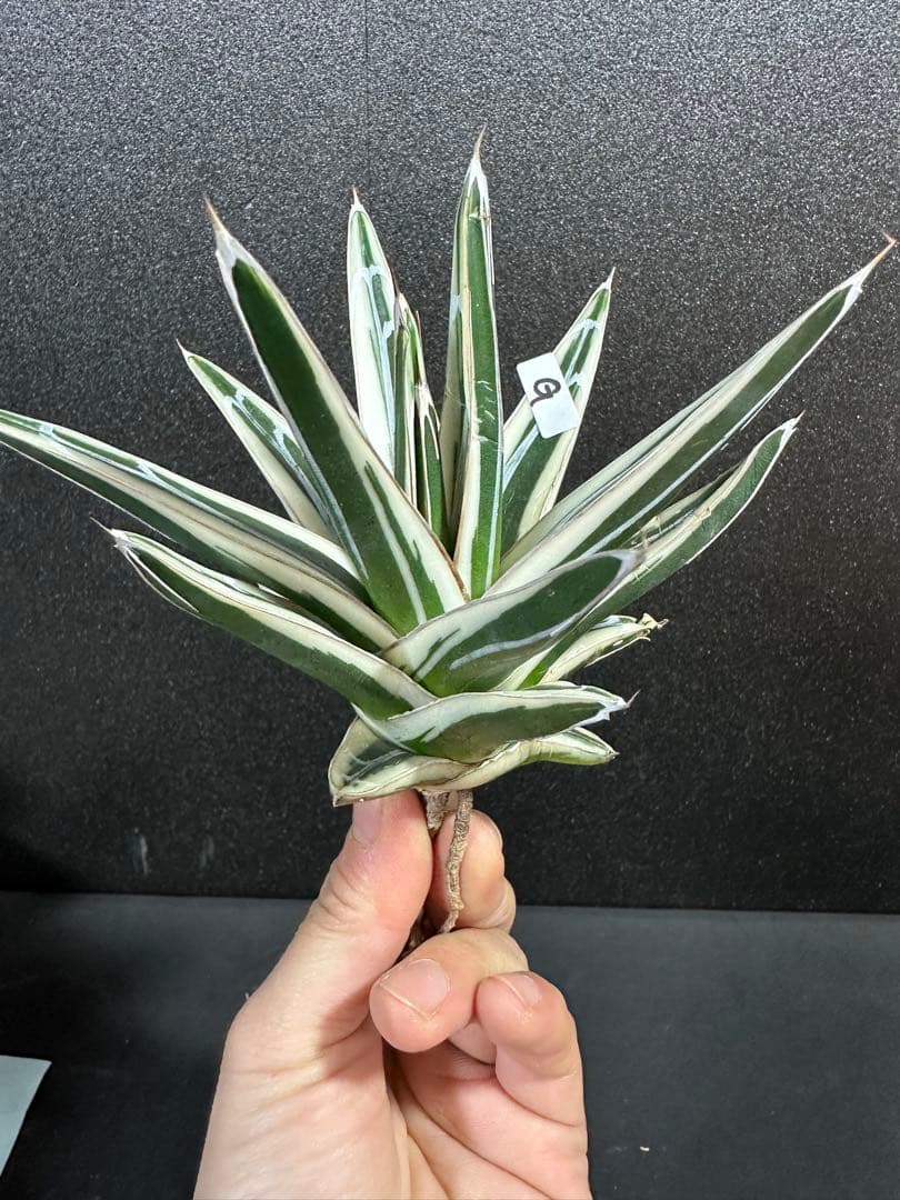 【子株付き　氷山　大きめの中苗⭐︎】アガベ　笹の雪