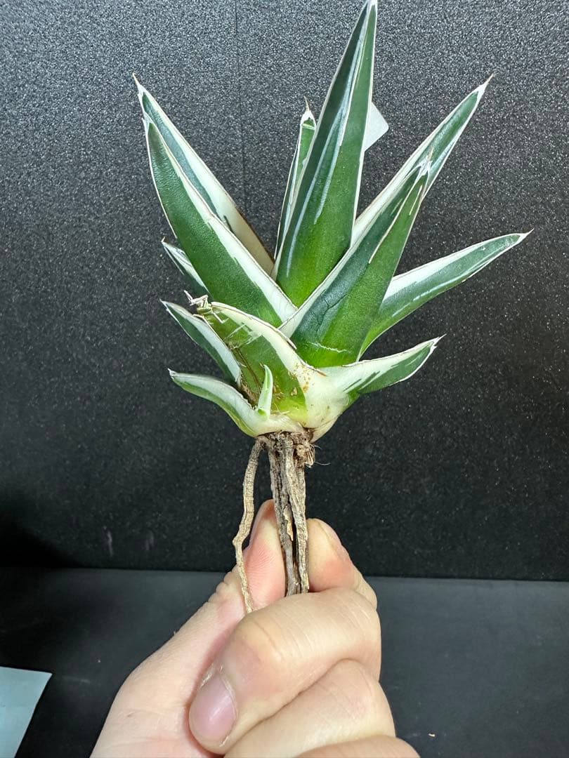 【子株付き　氷山　大きめの中苗⭐︎】アガベ　笹の雪