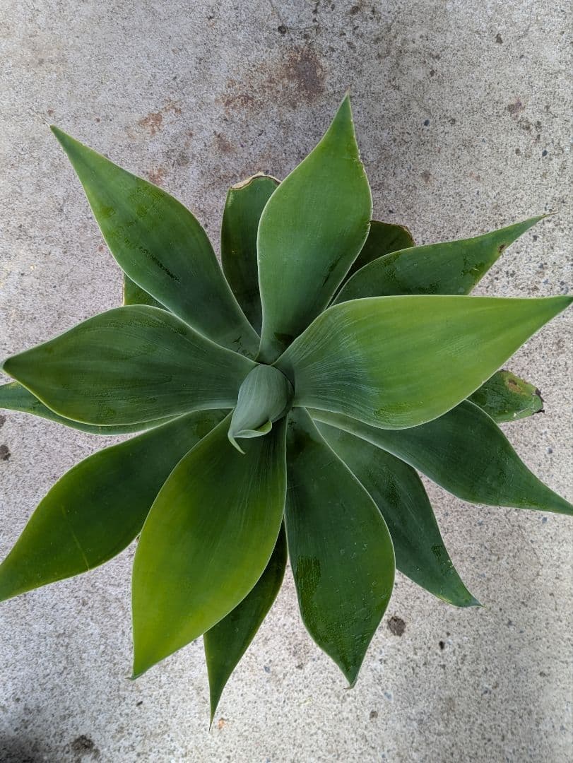 【現品・鉢まま出荷】人気　アガベ　アテヌアータ　カラストライプ