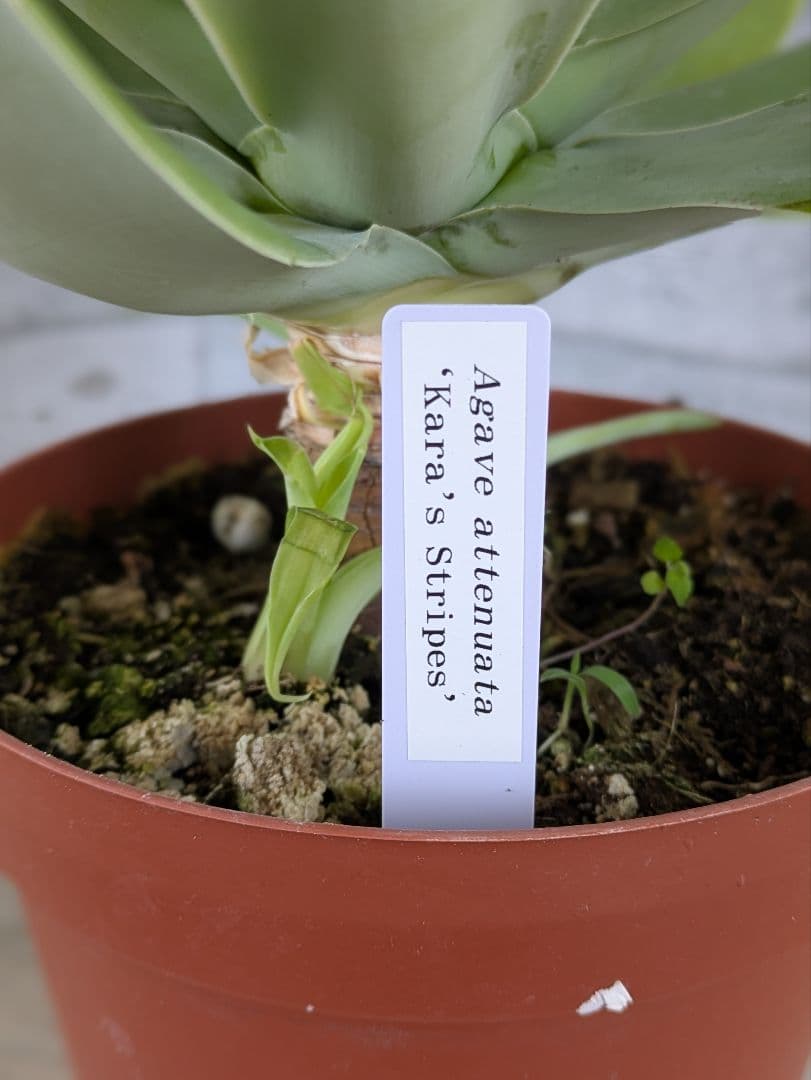 【現品・鉢まま出荷】人気　アガベ　アテヌアータ　カラストライプ