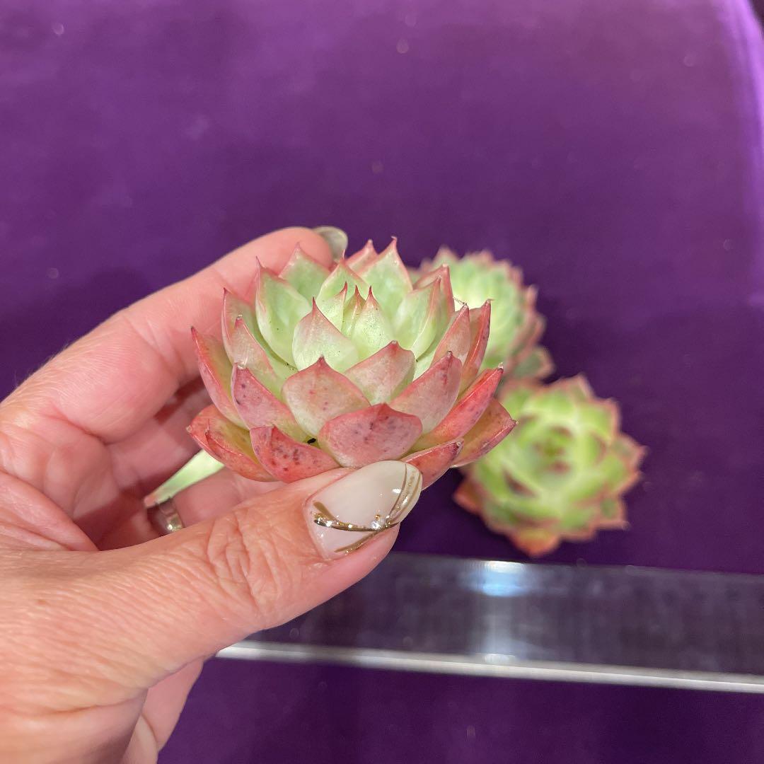 多肉植物　韓国苗　ニューネオンライト