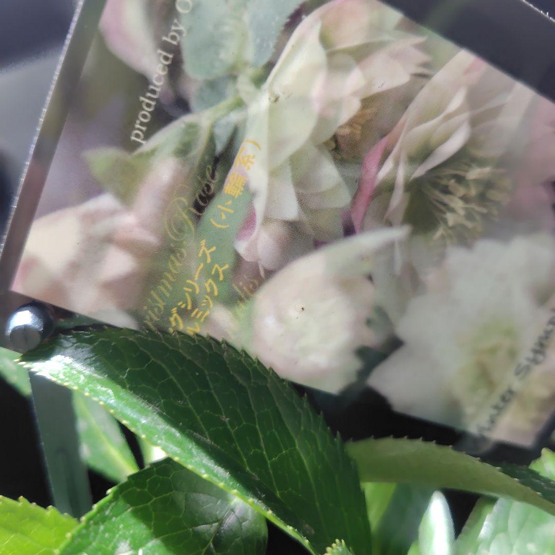 AE◎ダブルバイカラー２点セット　クリスマスローズ