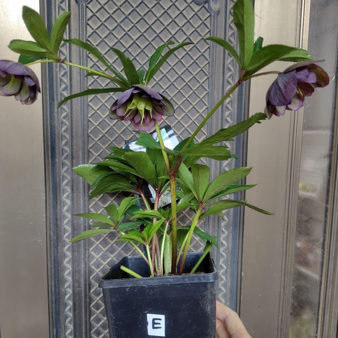 AE◎ダブルバイカラー２点セット　クリスマスローズ