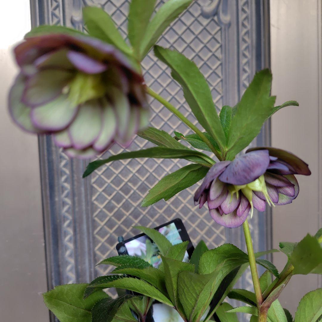 AE◎ダブルバイカラー２点セット　クリスマスローズ