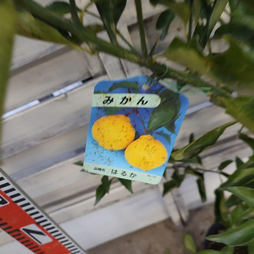 はるか 3年生 苗木 21cm 7号 ポリポット入り