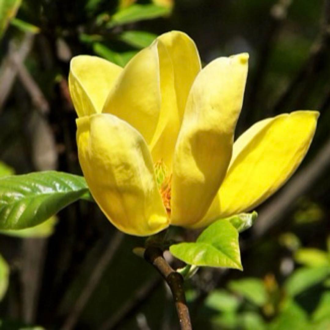 ①*ஐ黄色〜クリーム色に花色が変わる*ஐマグノリア・黄モクレン・苗木【エリザベス