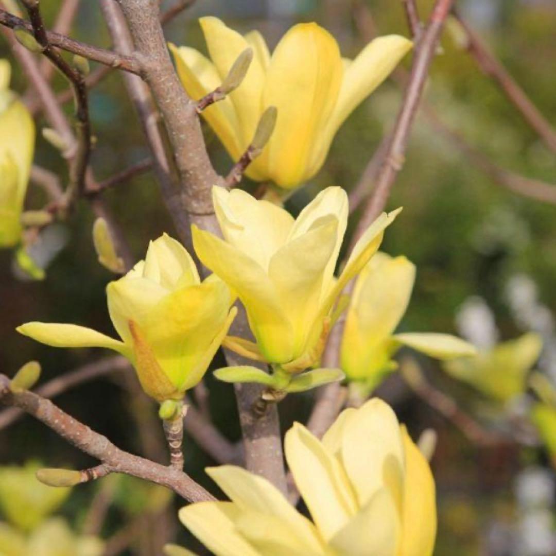 ①*ஐ黄色〜クリーム色に花色が変わる*ஐマグノリア・黄モクレン・苗木【エリザベス