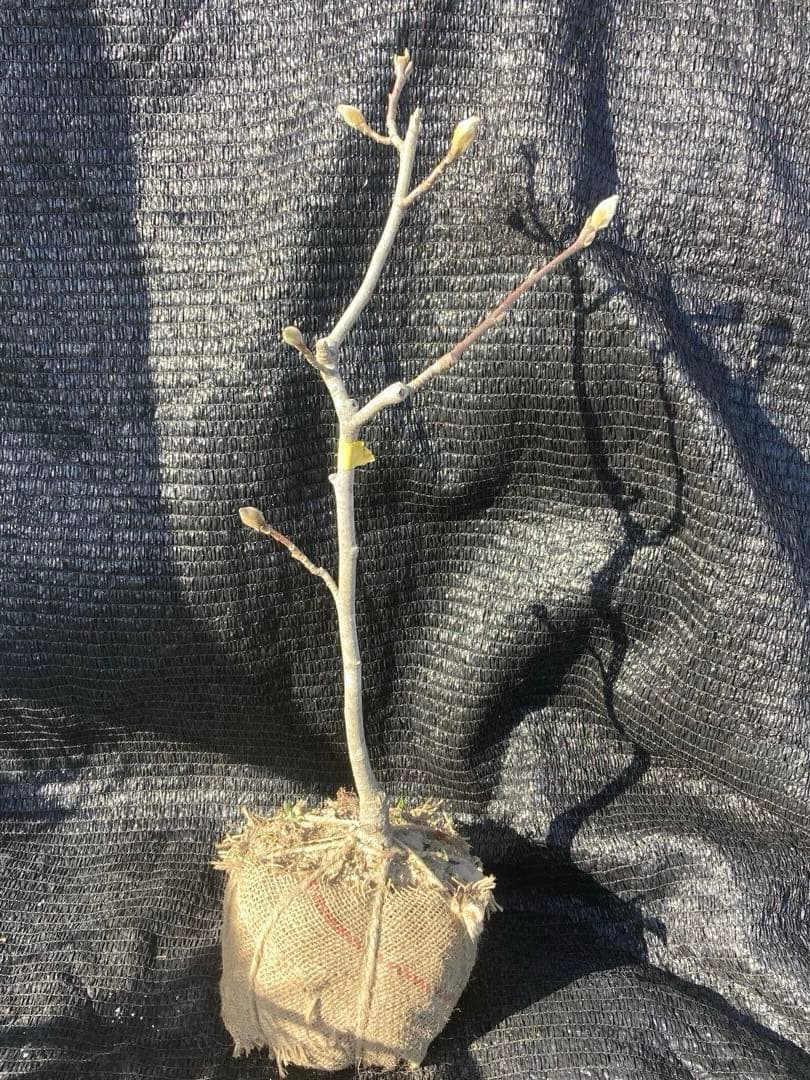 ①*ஐ黄色〜クリーム色に花色が変わる*ஐマグノリア・黄モクレン・苗木【エリザベス