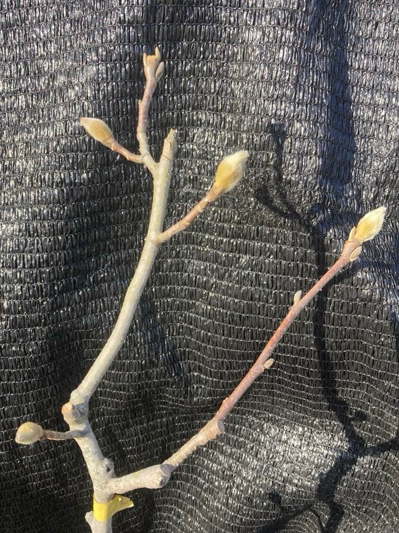 ①*ஐ黄色〜クリーム色に花色が変わる*ஐマグノリア・黄モクレン・苗木【エリザベス